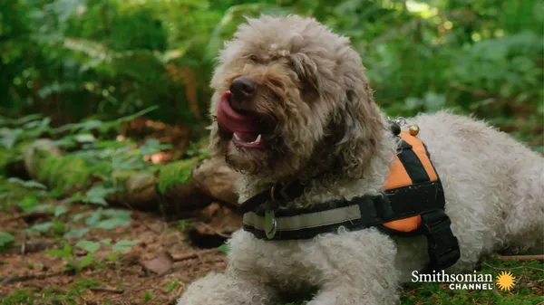 Preview thumbnail for This Truffle Dog Is Facing a Really Challenging Truffle Hunt