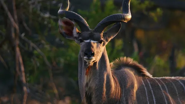 Preview thumbnail for How Do You Count All the Wild Animals on a Wild Game Reserve?