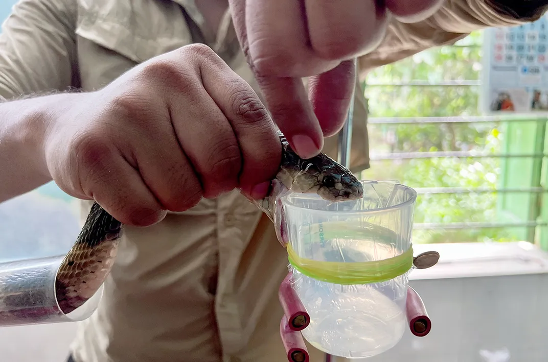 Scientists "milking" snake