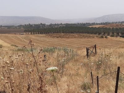 The &#39;Ubeidiya site today is an expanse of grasses. Concealed from this view are slabs of fossilized pebbly clay, a source of ancient finds that have helped scholars learn about the journeys of Homo erectus.