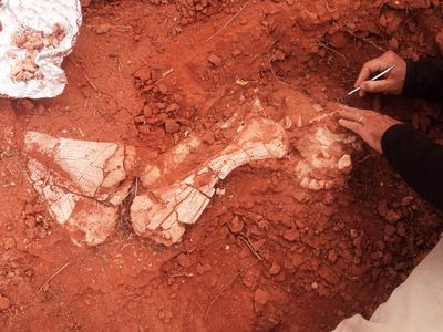 Ricardo Martínez digging up the arm of the dinosaur Ingentia prima in Triassic  layers of Balde de Leyes, San  Juan Province, Argentina.