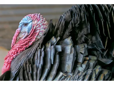 This turkey, with his impressive wattle and snood, has nothing to fear during the Thanksgiving holiday. He gives thanks every November that he lives the secure life of a beloved pet.



