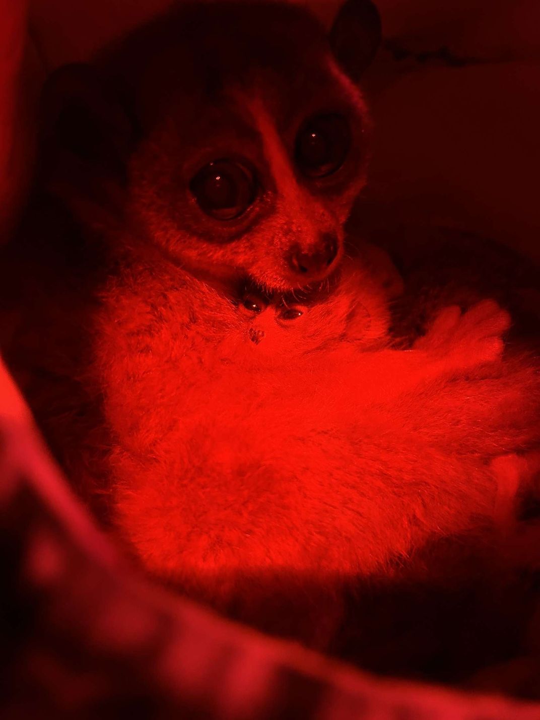 Pygmy slow loris in red light