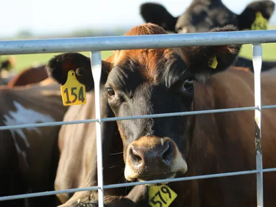 State and federal officials say the milk from the infected cows had been discarded and destroyed. This cow, photographed in 2016, is not one of those infected.