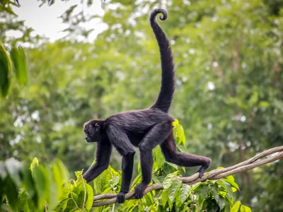 A mutation in a gene called TBXT may be behind the loss of&nbsp;great apes&#39; tails,&nbsp;according to a new study.