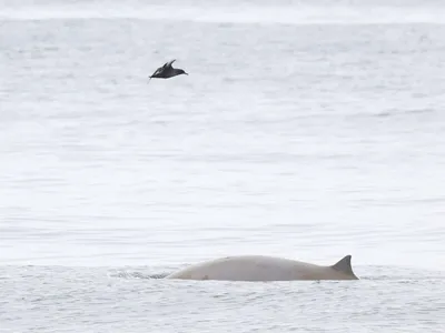 Sightseers spotted the rarely seen creatures on a Monterey Bay Whale Watch boat tour off the coast of California.