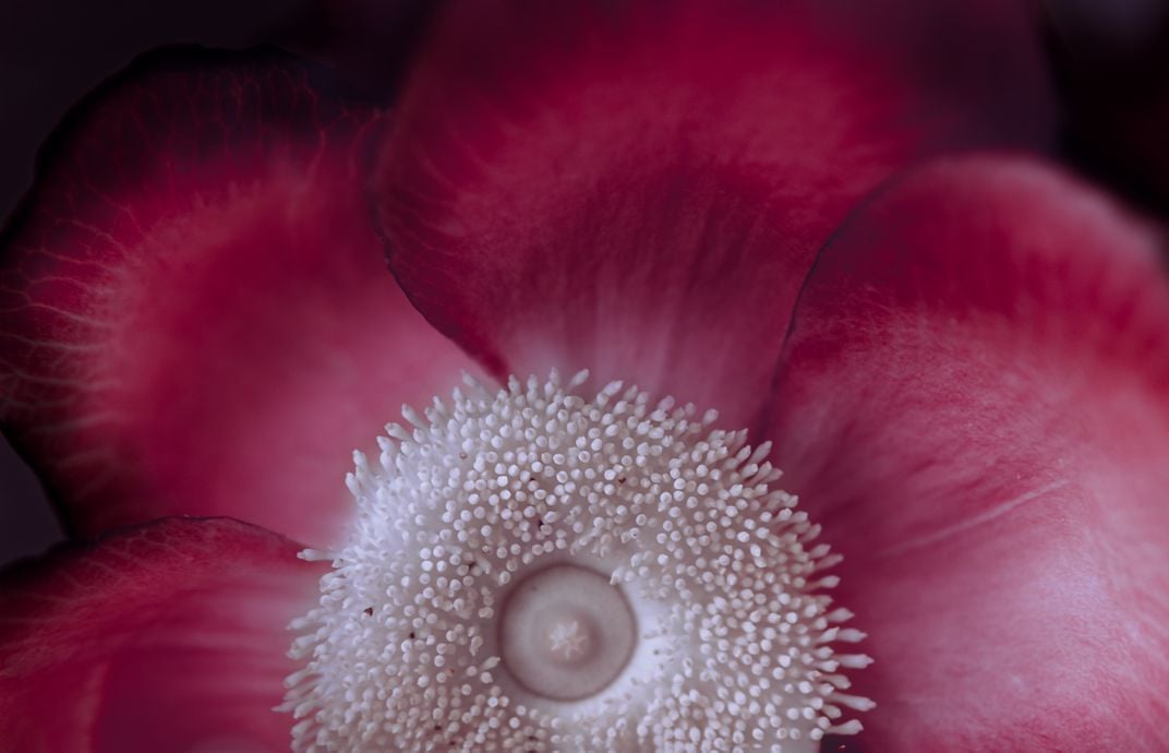 3 - A close view offers the details of this beautiful flower found under a tree in Thailand.