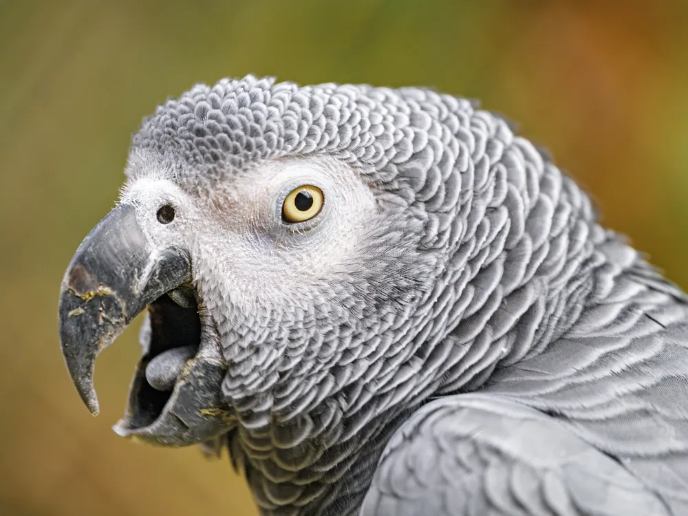 Close-up of bird with grey feathers