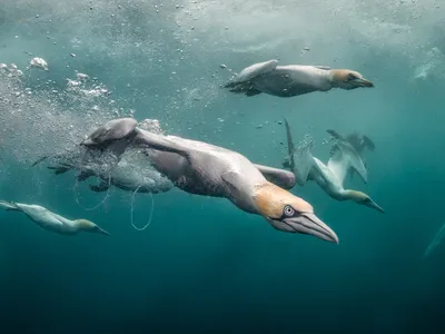 Northern gannets plunge into the water to hunt in Shetland. This image won the British Waters Wide Angle category.