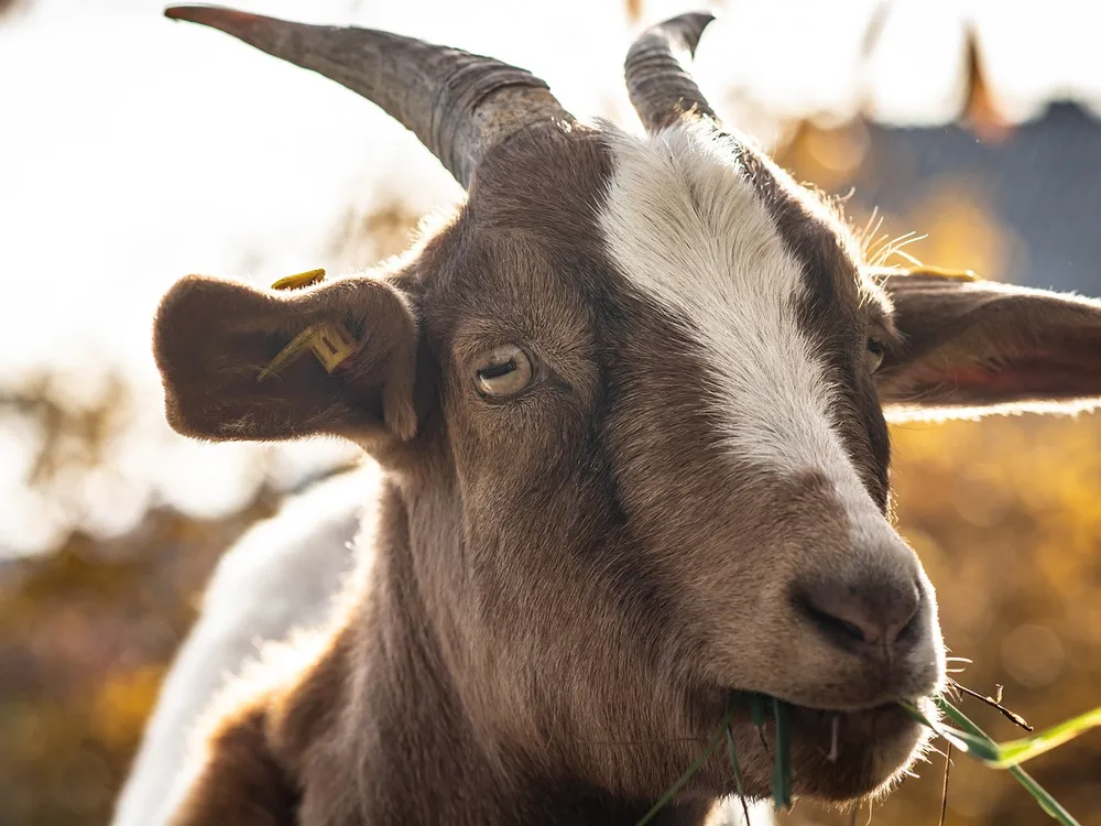 Goat eating a piece of grass