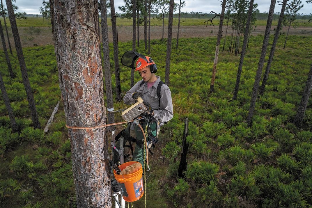 Thompson replaces a cavity box in a nesting tree.