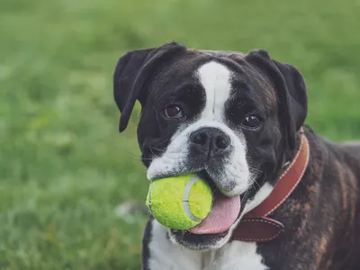 Dogs may understand more words than humans likely realize, according to new research.