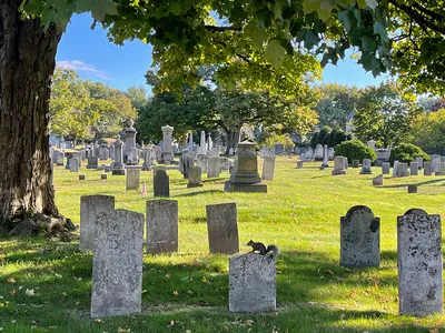 Gray headstones and green grass and trees in a cemetery.