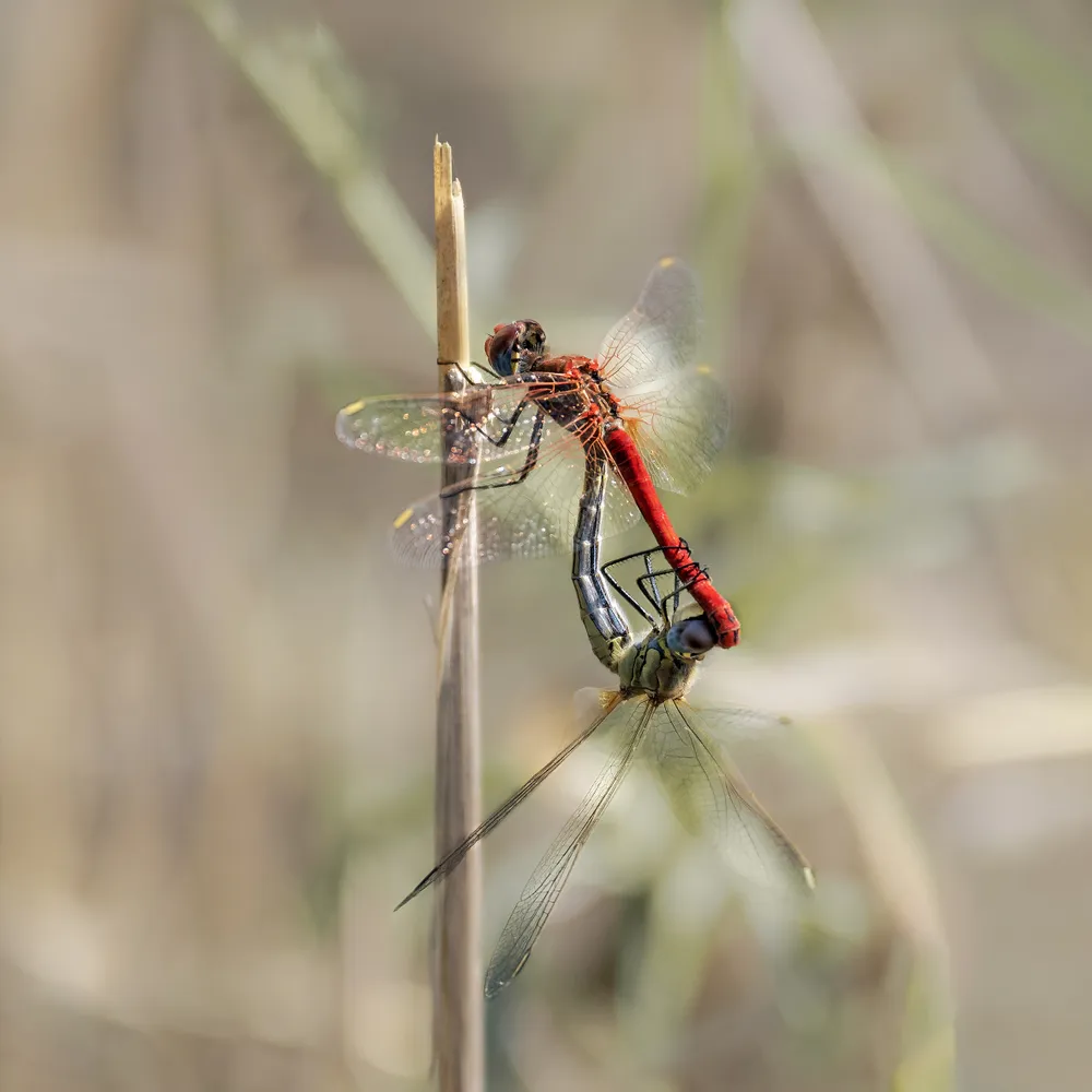 Even insects try to survive and continue the generation.