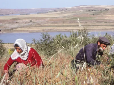 Workers outside the village of Geldibuldu in southeastern Turkey in 1981, when researchers were collecting botanical remains at an archaeological site nearby.