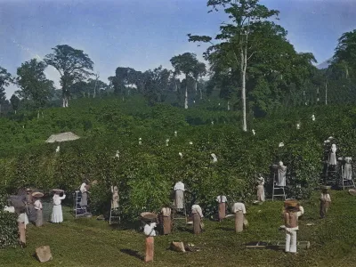 Farmers have shown a renewed interest in planting coffee in the shade of other plants. The resulting farms are visited by a multitude of creatures from ants to birds to bats.