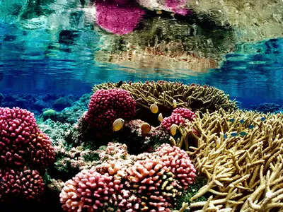 Underwater photo of a pink and gold coral reef in bright blue water, with small blue and yellow fish. A blurry reflection of the reef appears in the water at the top of the photo.