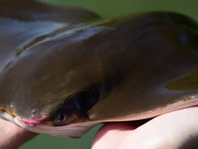 Cownose rays are migratory animals that come into the Chesapeake in summer and swim to Florida for the winter. (Credit: Jay Fleming/SERC)