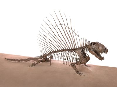 Dimetrodon.jpg