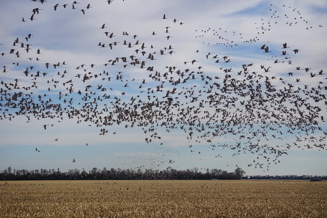 Lots of birds flying in the sky