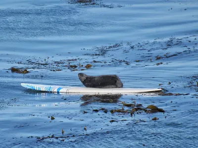 Experts aren&#39;t sure why the otter is approaching surfers, as sea otters have a natural fear of humans.