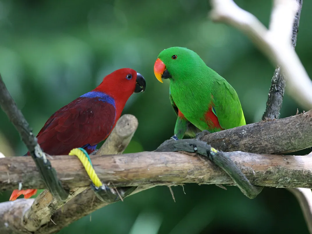 Eclectus Parrots