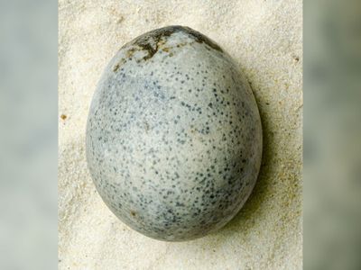 While the egg was found during excavations in 2010, researchers learned only recently that it still contains liquid.