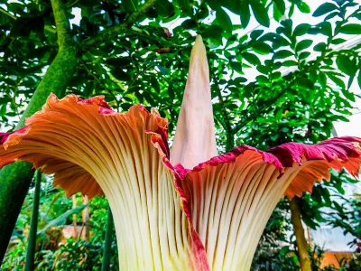 A corpse flower blooms by shooting up a tall stalk and sending out rotting-flesh scents to attract pollinating insects.