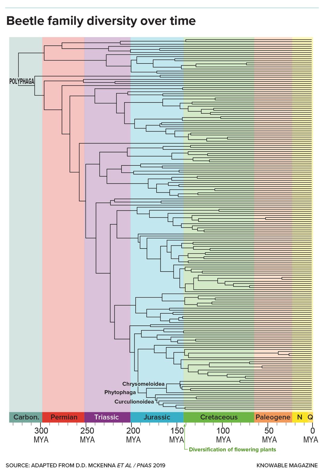 Beetle Family Diversity Graphic