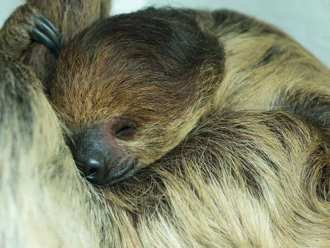 Sloth Sleeping