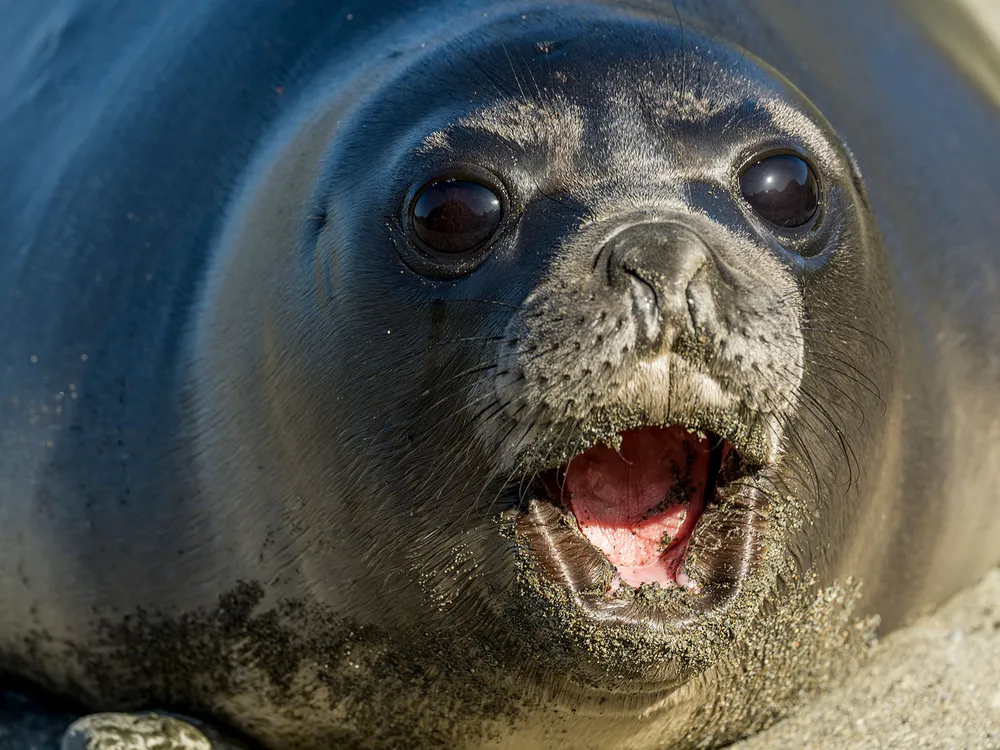 Elephant Seal Pup