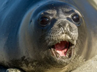 An elephant seal pup on South Georgia Island