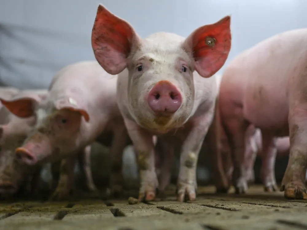 Row of pink pigs looking at the camera