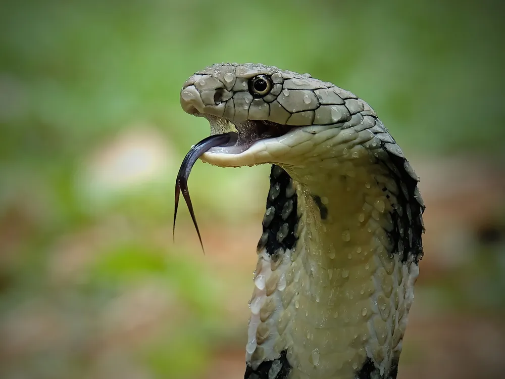 Cobra