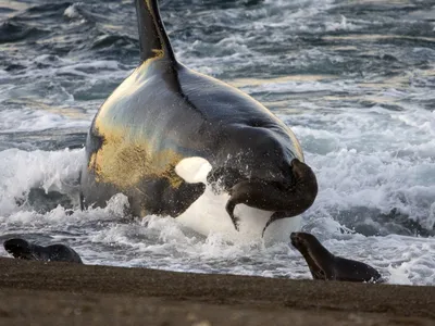 An orca hunting sea lion pups on an Argentinian beach in 2006. Before the recent study, killer whales had only been observed hunting white sharks in groups.