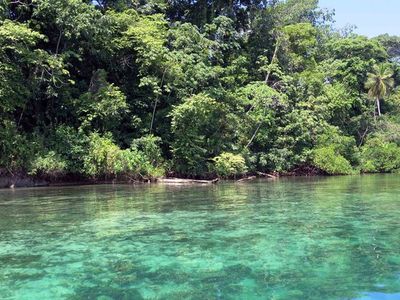 From the surface, the havoc caused on a coral reef by a layer of low-oxygen water was barely evident.