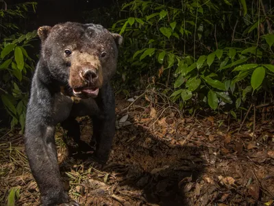 Sun bears are named for a gold crescent on their chest, resembling a rising or setting sun. Each bear’s patch is unique, like a fingerprint.