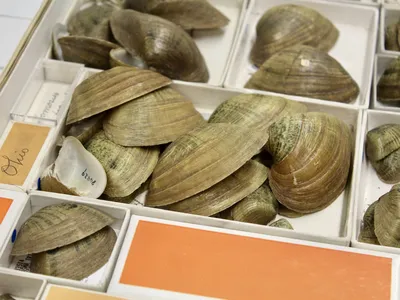 Brown mussel shells sit in a white box with orange paper underneath.