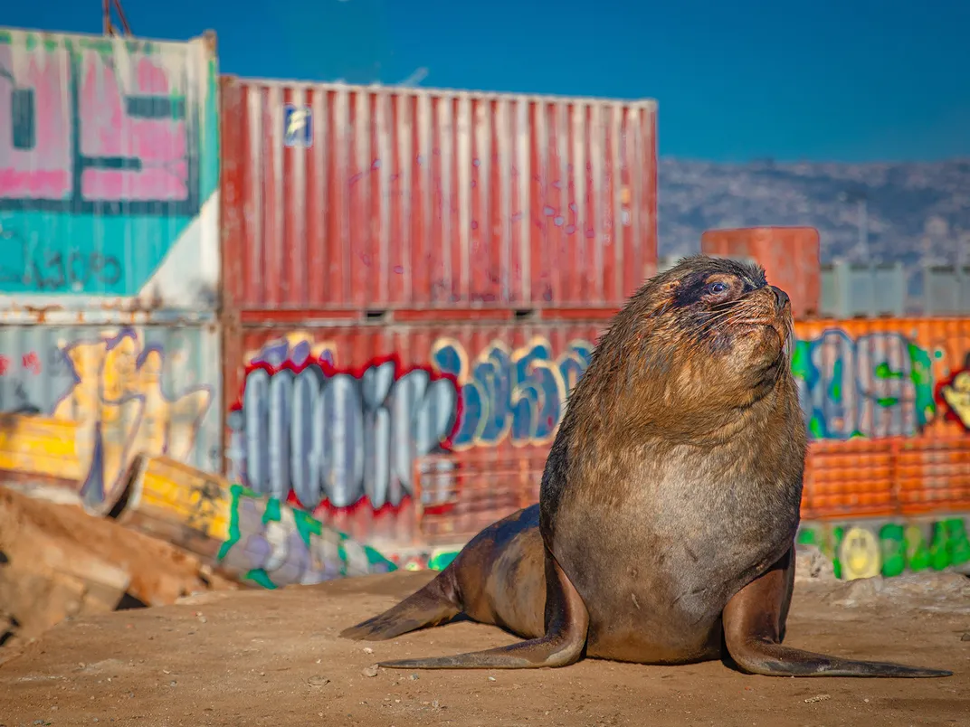 Sea Lion