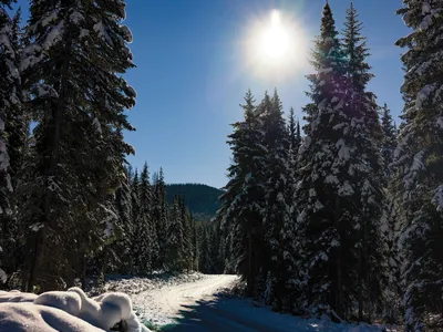 A logging road in Montana&rsquo;s Lolo National Forest. America&rsquo;s woodlands are carved up by obsolete roads that fragment wildlife habitat and degrade fragile ecosystems. Now ecologists are calling in bulldozers to rip them up.