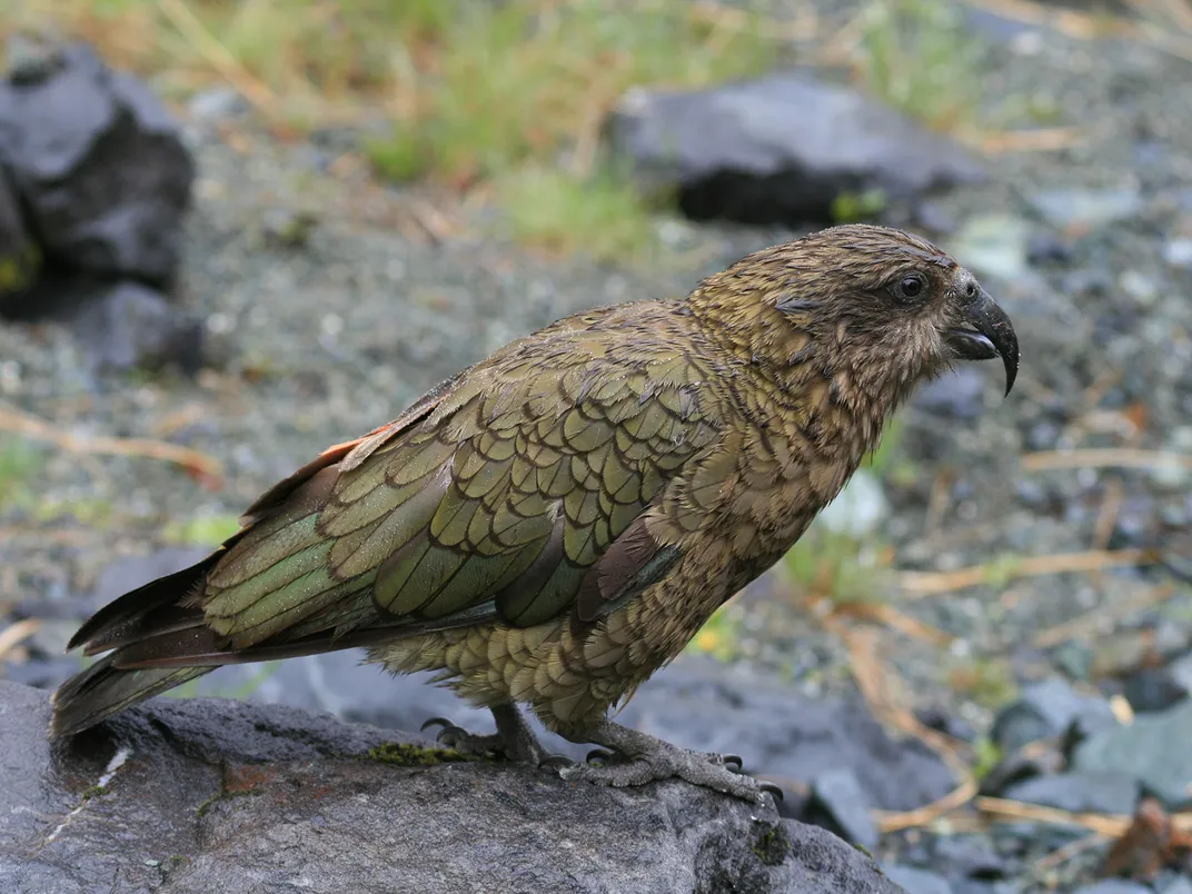 Kea Bird