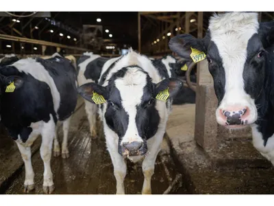 Dairy farms like this one run by the Barstow family in Hadley, Massachusetts, make smart use of a substance cows produce in abundance.