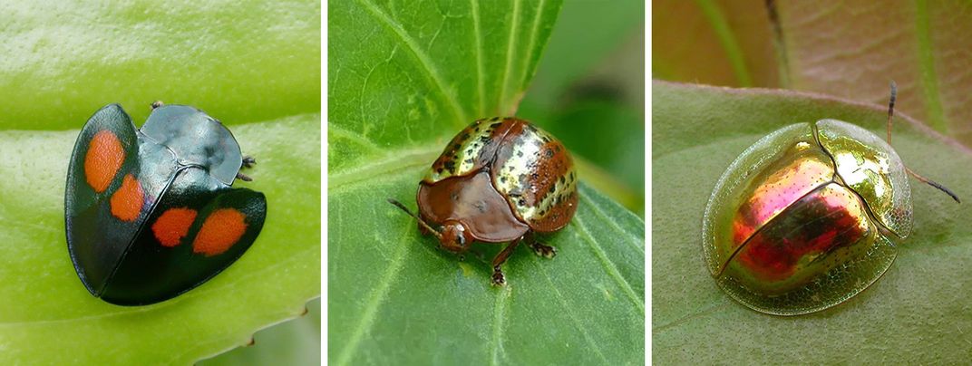 Tortoise Beetles