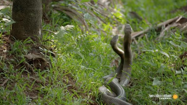 Preview thumbnail for Two King Cobras Fight for a Nearby Queen