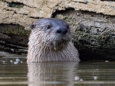 Lontra canadensis, the North American river otter. (Credit: Matthew Fryer)