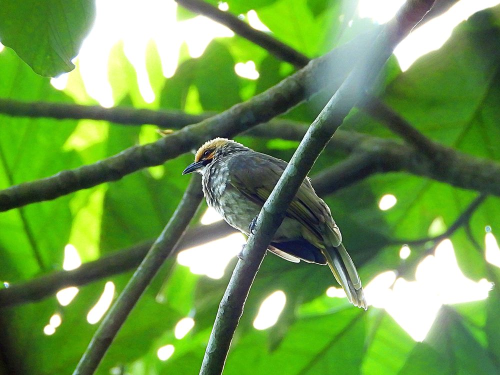 Straw-headed Bulbul