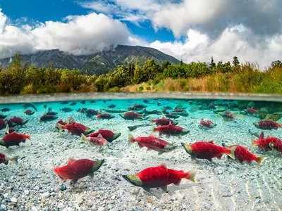 Hundreds of sockeye salmon spawn in a spring-fed pond in Iliamna Lake, Alaska