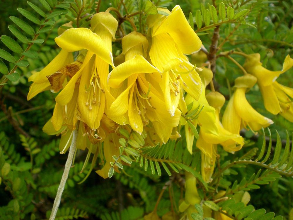 Sophora Toromiro