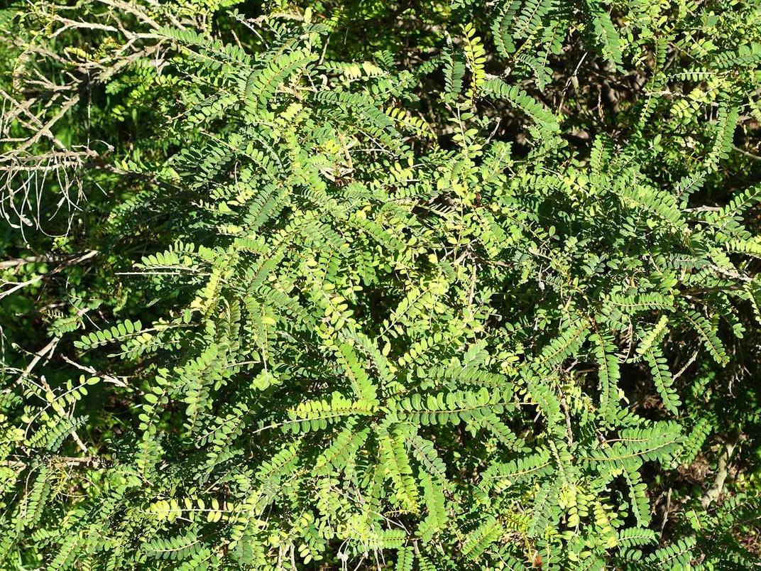 Aerial of Sophora Toromiro