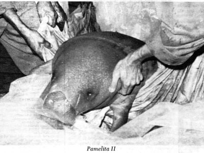 VoL_II_No51_06_Junio-12-1964-001-Pamelita II.jpg